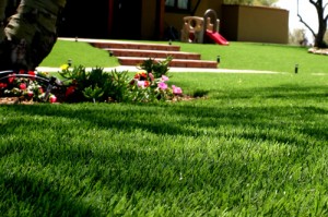 Artificial Lawn Turf