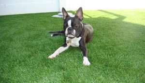 artificial grass synthetic turf dog grass