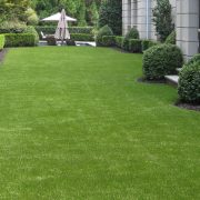 artificial lawn