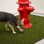 Artificial Pet Turf, Artificial Grass, Artificial Turf, Pet Turf