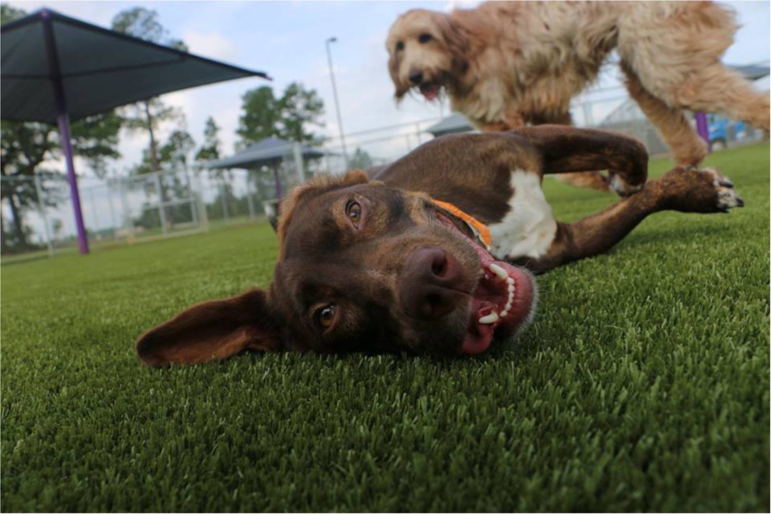 Why Artificial Pet Turf is Growing in Popularity Buy, Install and